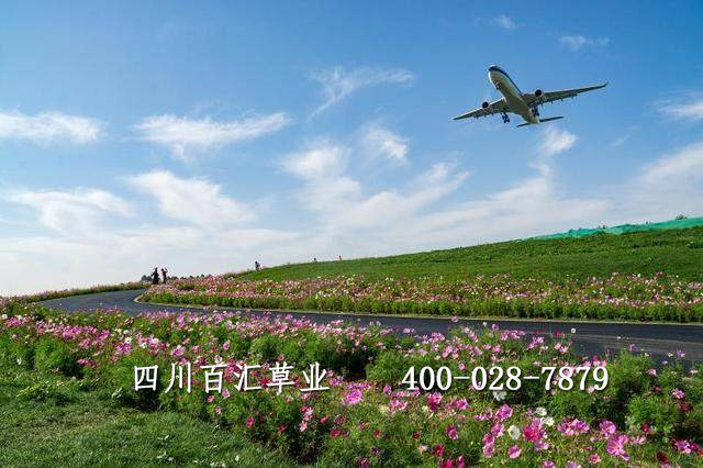 格?；ǚN子多少錢(qián)一斤